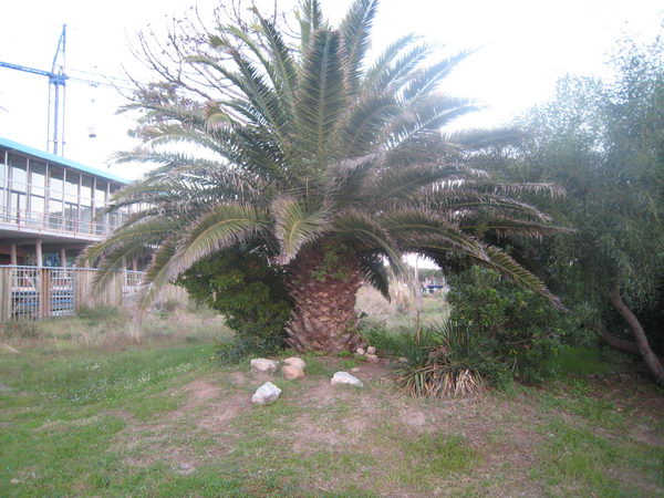 Restos de una antigua jardinera del camping Albatros de Gav&agrave; Mar (situada al lado del nuevo edificio de oficinas de Central Mar)